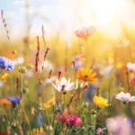Wills Month and Interest-Linked Investments